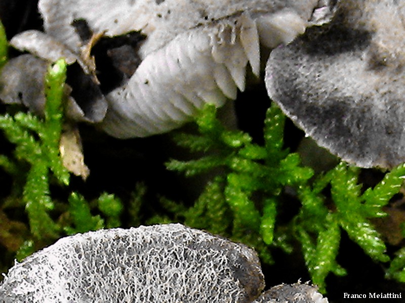 Tricholoma gausapatum ?